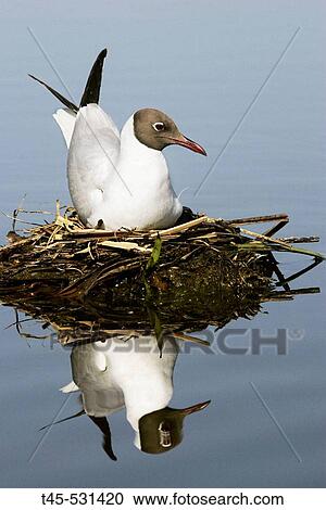 Stock Image - Black headed Gull (Larus ridibundus). Hungary. Fotosearch