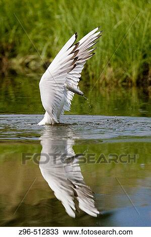 Black-headed Gull (Larus ridibundus). Finland View Large Photo Image Stock Image - Black-headed Gull (Larus ridibundus). Finland. Fotosearch