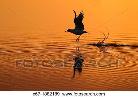 Stock Photo - Black headed Gull Larus ridibundus displaying in October. Fotosearch