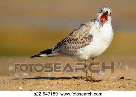 Stock Photo - Black-headed Gull, Larus ridibundus, Marjal del Moro, Comunidad Valenciana. Spain.. Fotosearch