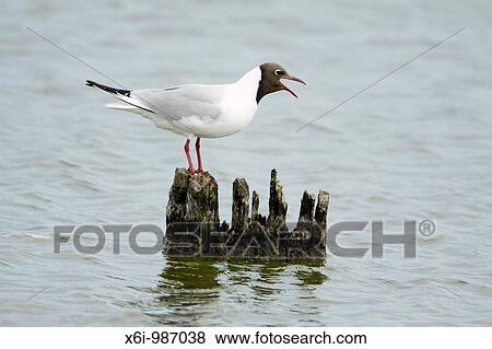 Stock Photo - Black- headed Gull Larus ridibundus, calling from post in sea, Texel, Holland. Fotosearch
