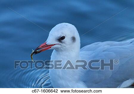 Black Headed Gull Larus Ridibundus with stickleback Autumn View Large Photo Image Stock Image - Black Headed Gull Larus Ridibundus with stickleback Autumn. Fotosearch