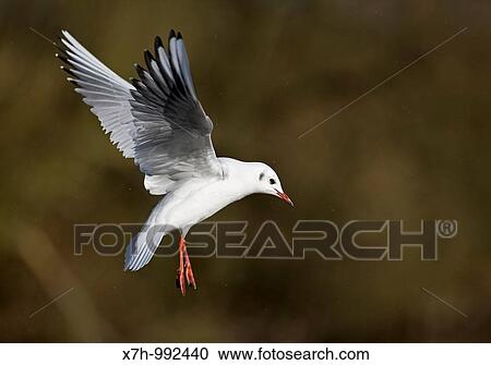 Black-headed Gull with winter plumage View Large Photo Image Stock Image - Black-headed Gull with winter plumage. Fotosearch