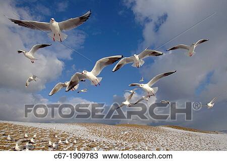 Stock Image - Black headed Gulls Larus ridibundus in flight in winter. Fotosearch
