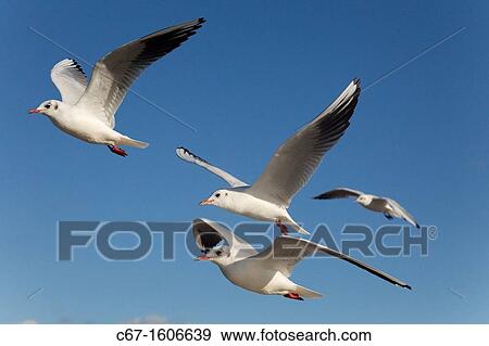Stock Photo - Black Headed Gulls Larus Ridibundus in flight Autumn. Fotosearch