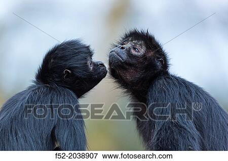 Stock Photo - Black-headed spider monkey Ateles fusciceps. Apenheul Zoo, Holland.. Fotosearch