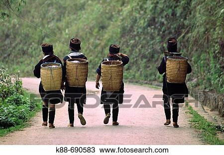 Black Hmong minority women near Sapa, Lao Cai Province, Vietnam View Large Photo Image Stock Image - Black Hmong minority women near Sapa, Lao Cai Province, Vietnam. Fotosearch