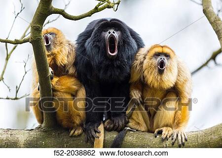 BLACK HOWLER Alouatta caraya. Apenheul Zoo, Holland. View Large Photo Image Stock Image - BLACK HOWLER Alouatta caraya. Apenheul Zoo, Holland.. Fotosearch