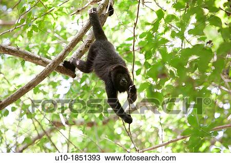 Black Howler Monkey Alouatta caraya, Reserve Biosphere Calakmul, Mexico View Large Photo Image Stock Image - Black Howler Monkey Alouatta caraya, Reserve Biosphere Calakmul, Mexico. Fotosearch