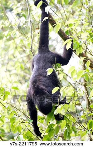 Black howler monkey in Guatemala, Central America. View Large Photo Image Stock Photography - Black howler monkey in Guatemala, Central America.. Fotosearch