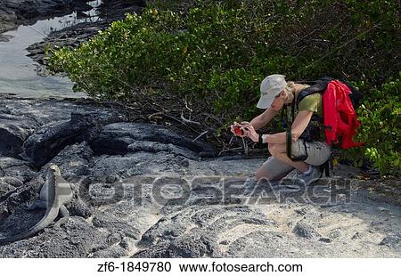 Black Iquana reptile with tourists shooting pictures in Isabella Island Galapagos Islands Ecuador South America Galapagos View Large Photo Image Stock Image - Black Iquana reptile with tourists shooting pictures in Isabella Island Galapagos Islands Ecuador South America Galapagos. Fotosearch