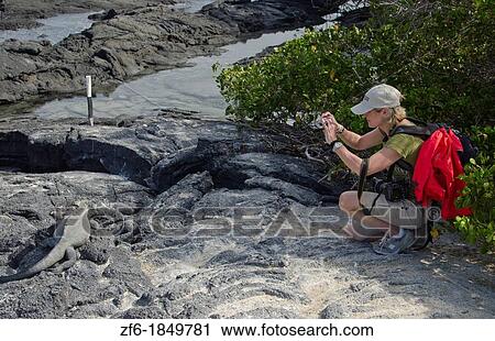 Black Iquana reptile with tourists shooting pictures in Isabella Island Galapagos Islands Ecuador South America Galapagos View Large Photo Image Stock Image - Black Iquana reptile with tourists shooting pictures in Isabella Island Galapagos Islands Ecuador South America Galapagos. Fotosearch