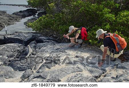 Black Iquana reptile with tourists shooting pictures in Isabella Island Galapagos Islands Ecuador South America Galapagos View Large Photo Image Stock Photo - Black Iquana reptile with tourists shooting pictures in Isabella Island Galapagos Islands Ecuador South America Galapagos. Fotosearch