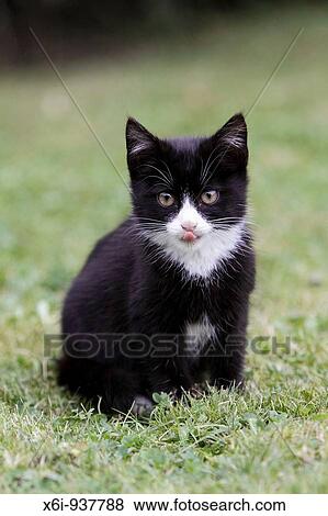 Black Kitten - showing tongue, sitting in garden View Large Photo Image Stock Photo - Black Kitten - showing tongue, sitting in garden. Fotosearch