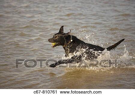 Stock Image - Black Labrador Dog Running through water. Fotosearch