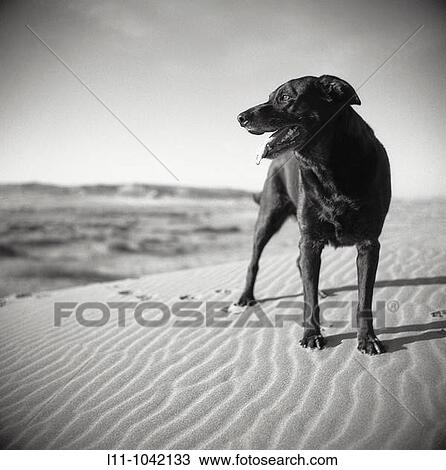 Black Labrador Retreiver dog on Sand Dunes in Early Morning. View Large Photo Image Stock Image - Black Labrador Retreiver dog on Sand Dunes in Early Morning.. Fotosearch