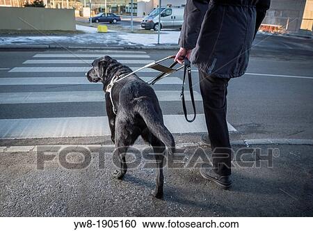 Black Labrador Retriever leading a blind person across the street Young male guide dog View Large Photo Image Stock Image - Black Labrador Retriever leading a blind person across the street Young male guide dog. Fotosearch