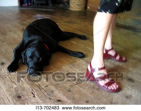 black labrador sprawled on floor View Large Photo Image Stock Image - black labrador sprawled on floor. Fotosearch