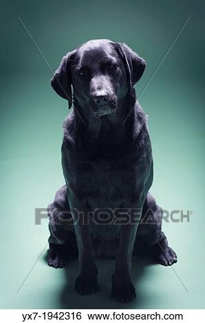 Black labrador. View Large Photo Image Stock Photograph - Black labrador.. Fotosearch