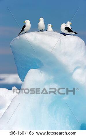 Black-legged kittiwake on ice Rissa tridactyla Floe edge, Arctic Bay, Nunavut, Canada View Large Photo Image Stock Photography - Black-legged kittiwake on ice Rissa tridactyla Floe edge, Arctic Bay, Nunavut, Canada. Fotosearch