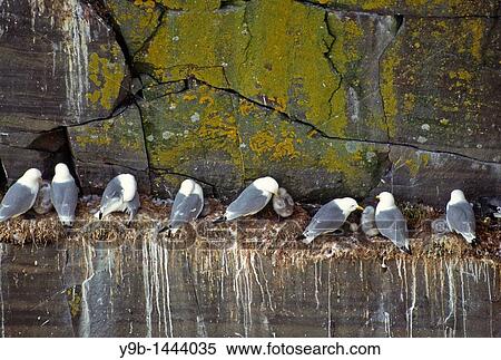 BLACK-LEGGED KITTIWAKES Rissa tridactyla, adults with chicks, Cape St Mary? s, Newfoundland, Canada View Large Photo Image Stock Photography - BLACK-LEGGED KITTIWAKES Rissa tridactyla, adults with chicks, Cape St Mary? s, Newfoundland, Canada. Fotosearch