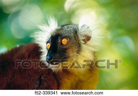 Black Lemur (Eulemur macaco macaco) View Large Photo Image Stock Image - Black Lemur (Eulemur macaco macaco). Fotosearch