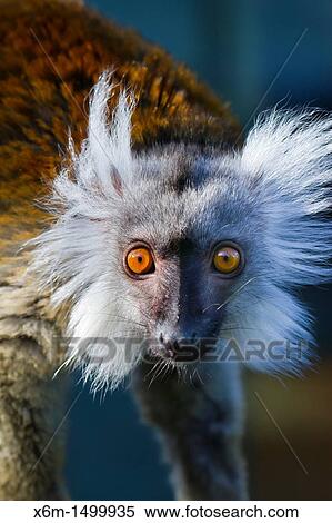 Black Lemur Eulemur macaco View Large Photo Image Stock Photography - Black Lemur Eulemur macaco. Fotosearch