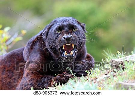 Stock Image - Black Leopard (Panthera pardus). Fotosearch