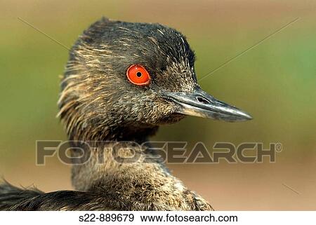 Black-necked Grebe (Podiceps nigricollis) View Large Photo Image Stock Photo - Black-necked Grebe (Podiceps nigricollis). Fotosearch