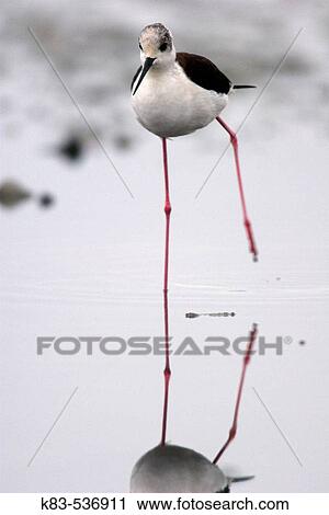 Black-necked Stilt (Himantopus himantopus). View Large Photo Image Stock Image - Black-necked Stilt (Himantopus himantopus).. Fotosearch