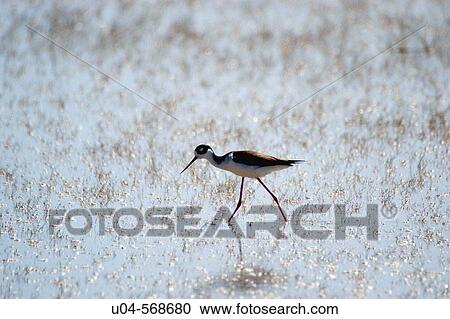 Black-Necked Stilt. (Himantopus mexicanus) wading in marsh, Bear River Migratory Bird Refuge, Utah, USA. View Large Photo Image Stock Image - Black-Necked Stilt. (Himantopus mexicanus) wading in marsh, Bear River Migratory Bird Refuge, Utah, USA.. Fotosearch
