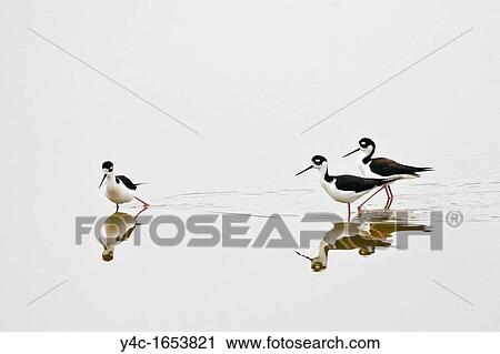 Black-necked Stilt in Eco Pond in the Everglades National Park Florida View Large Photo Image Stock Image - Black-necked Stilt in Eco Pond in the Everglades National Park Florida. Fotosearch