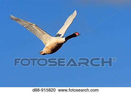 Black-necked Swan (Cygnus melanocorypha). Pen? nsula de Magallanes, Patagonia, Argentina View Large Photo Image Stock Image - Black-necked Swan (Cygnus melanocorypha). Pen? nsula de Magallanes, Patagonia, Argentina. Fotosearch