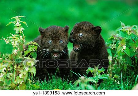 Black Panther, panthera pardus, Cub standing in Long Grass View Large Photo Image Stock Image - Black Panther, panthera pardus, Cub standing in Long Grass. Fotosearch