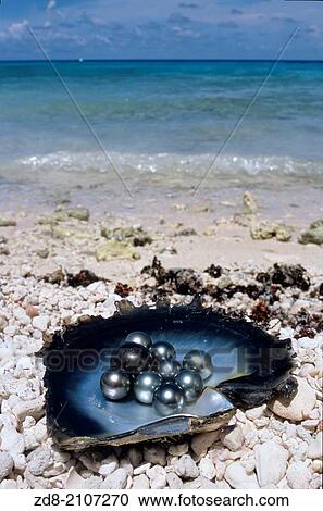 black pearl in shell on sand before sea. View Large Photo Image Stock Image - black pearl in shell on sand before sea.. Fotosearch