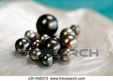 black pearls, perles noires, ile Tahaa, iles de la Societe, archipel de la Polynesie francaise, ocean pacifique sud View Large Photo Image Stock Image - black pearls, perles noires, ile Tahaa, iles de la Societe, archipel de la Polynesie francaise, ocean pacifique sud. Fotosearch