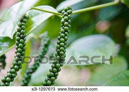 Stock Image - Black pepper (Piper nigrum), Vaquilla, PanamB. Fotosearch