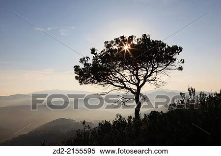 Black Pine (Pinus nigra). Sant Llorenc del Munt i Serra de l'Obac Natural Park. Barcelona Province. Catalunya. Spain. View Large Photo Image Stock Photography - Black Pine (Pinus nigra). Sant Llorenc del Munt i Serra de l'Obac Natural Park. Barcelona Province. Catalunya. Spain.. Fotosearch