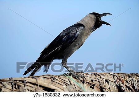 Stock Image - Black raven in Varkala beach, Kerala, South India, Asia. Fotosearch