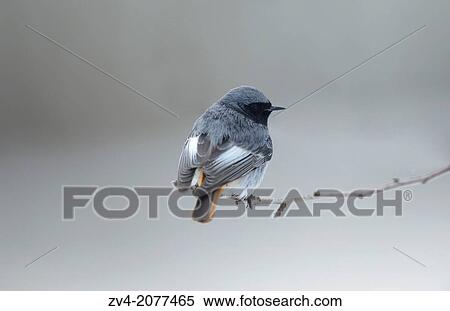 Black Redstart (Phoenicurus ochruros) sitting on a branch in winter, Bavaria, Germany. View Large Photo Image Stock Photography - Black Redstart (Phoenicurus ochruros) sitting on a branch in winter, Bavaria, Germany.. Fotosearch