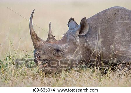 Black Rhinoceros (Dicero bicornis) eating in the Masai Mara National Park, Kenya View Large Photo Image Picture - Black Rhinoceros (Dicero bicornis) eating in the Masai Mara National Park, Kenya. Fotosearch