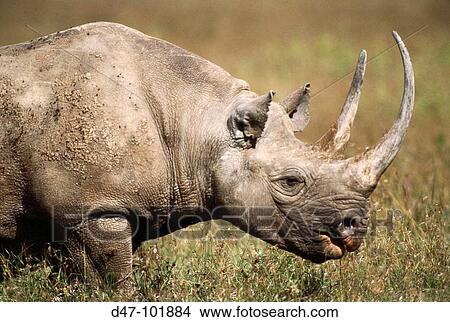 Picture - Black Rhinoceros (Diceros bicornis) grazing. Kenya. Fotosearch