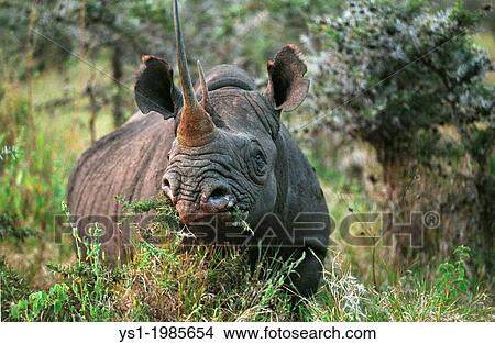 Black Rhinoceros, diceros bicornis, Adult eating Bush, Nakuru Park in Kenya. View Large Photo Image Picture - Black Rhinoceros, diceros bicornis, Adult eating Bush, Nakuru Park in Kenya.. Fotosearch