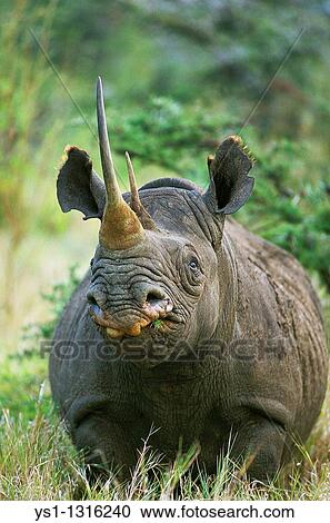 BLACK RHINOCEROS diceros bicornis, ADULT WITH LONG HORN, KENYA View Large Photo Image Stock Image - BLACK RHINOCEROS diceros bicornis, ADULT WITH LONG HORN, KENYA. Fotosearch
