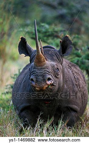 Black Rhinoceros, diceros bicornis, Adult, Kenya View Large Photo Image Stock Image - Black Rhinoceros, diceros bicornis, Adult, Kenya. Fotosearch