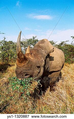 Stock Photo - BLACK RHINOCEROS diceros bicornis, ADULT FEEDING, KENYA. Fotosearch