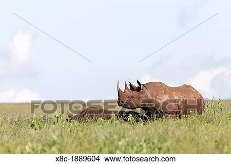 Black rhinoceros or hook-lipped rhinoceros Diceros bicornis mother with subadult child Africa, East Africa, Kenya, Lewa Wildlife Conservancy, November View Large Photo Image Picture - Black rhinoceros or hook-lipped rhinoceros Diceros bicornis mother with subadult child Africa, East Africa, Kenya, Lewa Wildlife Conservancy, November. Fotosearch