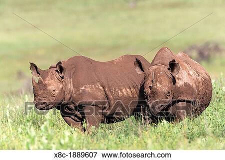 Stock Photo - Black rhinoceros or hook-lipped rhinoceros Diceros bicornis mother with subadult child Africa, East Africa, Kenya, Lewa Wildlife Conservancy, November. Fotosearch