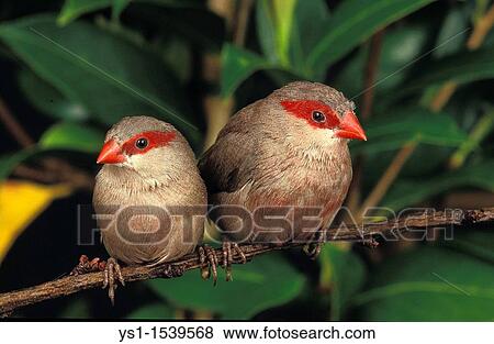Black Rumpted Waxbill or Red Eared Waxbill, estrilda troglodytes, Adults standing on Branch View Large Photo Image Stock Photo - Black Rumpted Waxbill or Red Eared Waxbill, estrilda troglodytes, Adults standing on Branch. Fotosearch