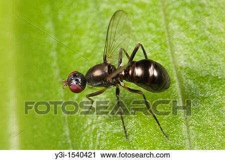 Stock Image - Black Scavenger Fly Sepsidae, Ward Pound Ridge Reservation, Cross River, Westchester County, New York, USA. Fotosearch